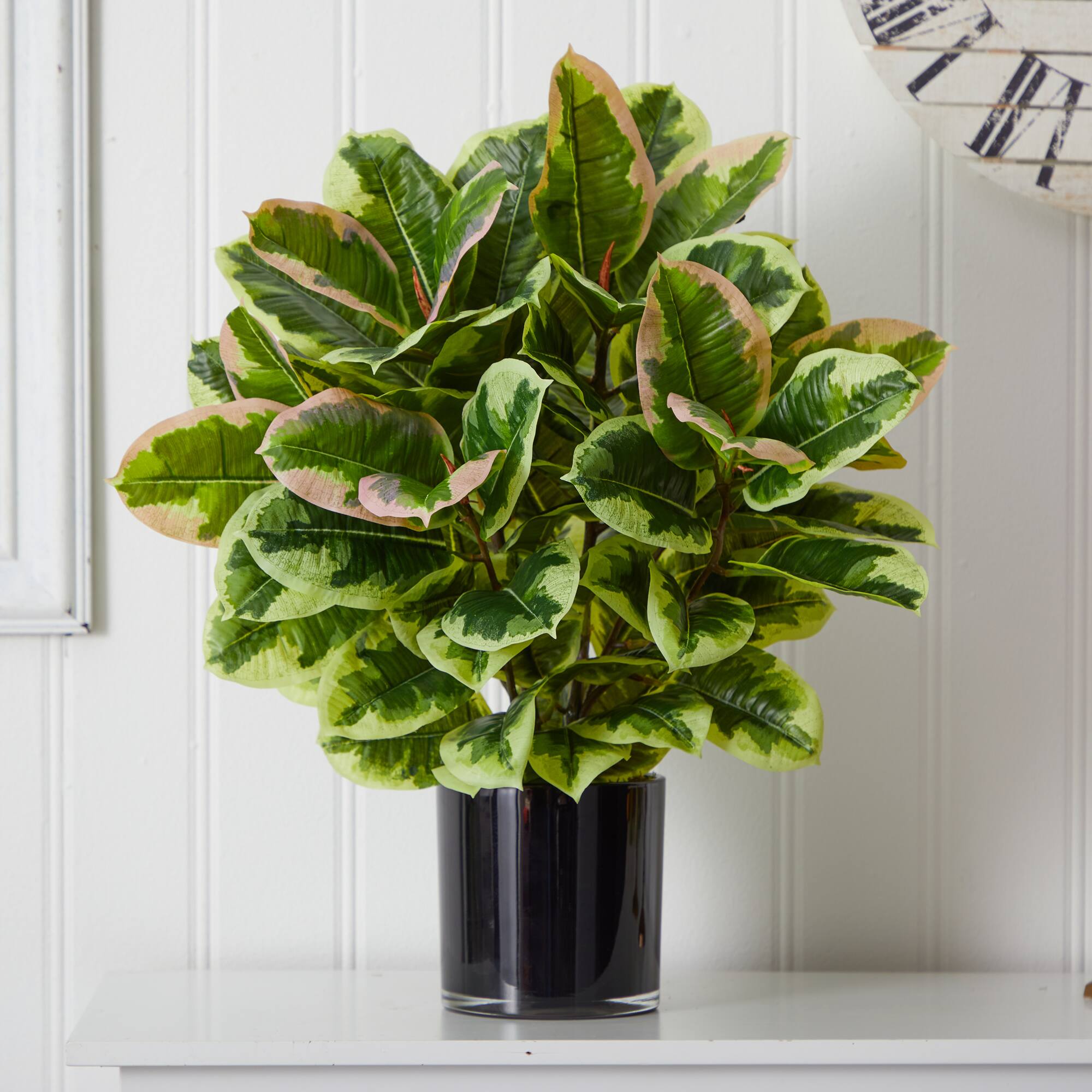 2ft. Rubber Plant in Glossy Cylinder